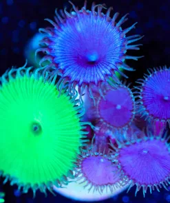 Wysiwyg Combo Zoa Frag [F63]
