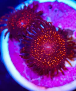 Wysiwyg 2x Small Darth Maul Zoanthid Frag [F64]
