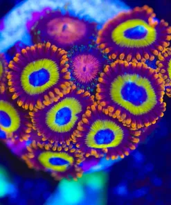 Wysiwyg Combo Zoa Frag [F64]