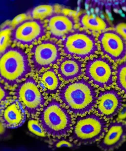 Wysiwyg La Lakers HUGE Frag Zoanthid [F66]