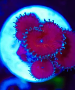 Wysiwyg 4 x Red Death Paly [F67]