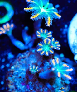 Wysiwyg Clove Polyp Frag [F68]