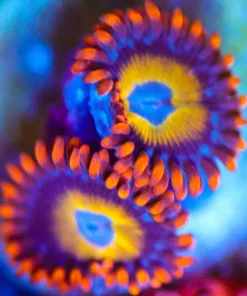 Wysiwyg Blue Eyed Blonde Zoanthid x 2 [F69]