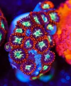 Wysiwyg -Ninja Star Zoa Frag [F69]