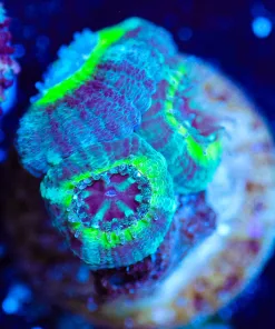 Wysiwyg Neon Eyed Acan [F7]