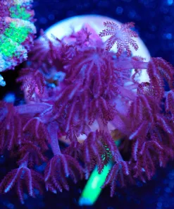 Wysiwyg Anthelia [F7]