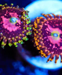Wysiwyg 2x Marvin the martian zoas [F71]