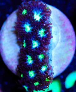 Wysiwyg 5 x Candy Aplple Red Zoa Frag [F73]