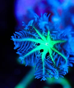 Wysiwyg Neon Green Clove Polyp [F75]