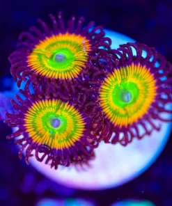 Wysiwyg Sunny D Zoa x 3 [F76]