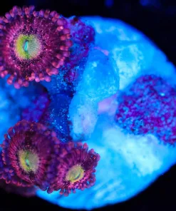 Wysiwyg Small Pink Zoa Frag [F77]
