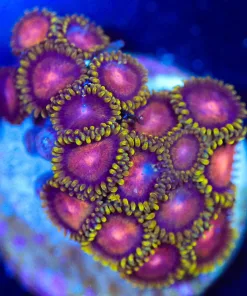 Wysiwyg Zoanthid Frag [F77]
