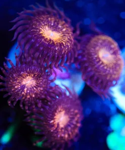 Wysiwyg Pandora Zoa Frag Large [F79]