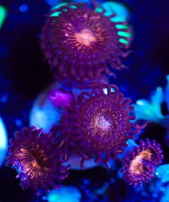Wysiwyg Pandora Zoas [F81]