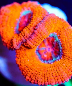 Wysiwyg Small Pink Zoa Frag [F83]