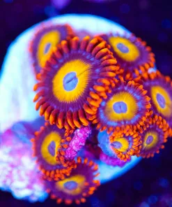 Wysiwyg Blue Eye Blondes Zoa MANY HEADS [F84]