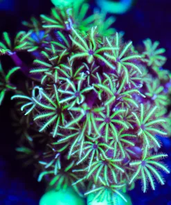 Wysiwyg Lime Pipe ORgan [F86]