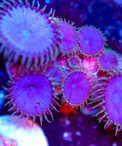 Wysiwyg Purple Death Paly Frag Many Heads [F86]
