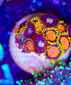Wysiwyg Colmbo Zoanthid Frag [F87]