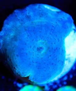 Wysiwyg Mushroom Frag [F88]