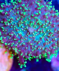 Wysiwyg Hairy Mushroom Coral [F88]