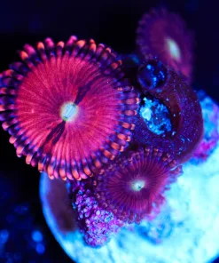 Wysiwyg Zoanthid F\ag [F89]