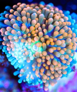 Wysiwyg Small Ricordea Frag [F89]
