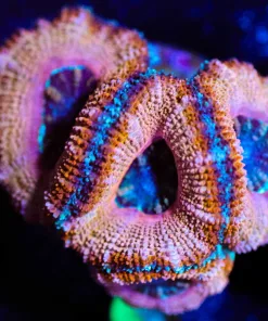 Wysiwyg Unique Acan [F9]