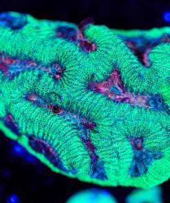Wysiwyg Pink Mouth Maze Brain Favia Frag *rare color combo* [F91] *Free Shipping ! Minimum $249 livestock spend*