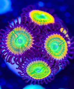 Wysiwyg Sunny D Zoanthid x 5 [F91]