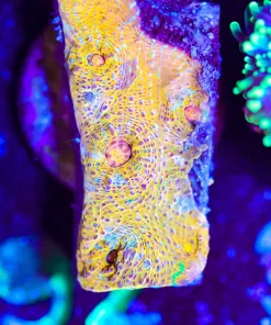 Wysiwyg Chalice Frag (pick up only) small amount of tissue recessino [F92]