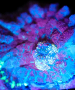 Wysiwyg Mushroom Coral [F93]