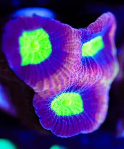 Wysiwyg Dragon SOul Favia Frag [F94] *Free Shipping ! Minimum $249 livestock spend*