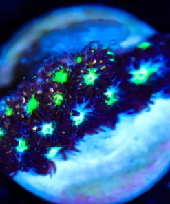 Wysiwyg Tiny Mystery Lepastrea Frag [F95]