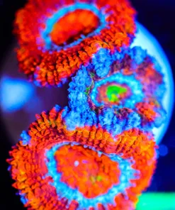 Wysiwyg Acan Frag [F97]