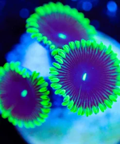 Wysiwyg 3x Purple People Eaters [F99]