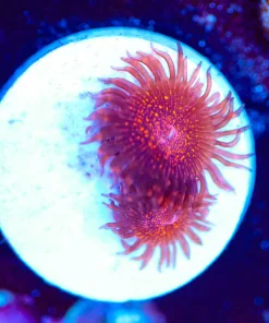 Wysiwyg 2x SMall Darth Maul Zoa Frag [F99]