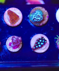 WYsiwyg 8 Piece Small Frag pack (FP1) *Max 1 Frag Pack Per Order*
