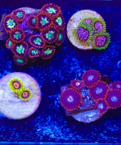 WYsiwyg 8 Piece Small Zoa Frag Pack (FP2) *Max 1 Frag Pack Per Order*