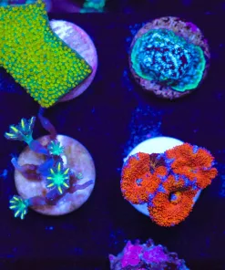 WYsiwyg 8 Piece Small Frag Pack (FP3) *Max 1 Frag Pack Per Order*