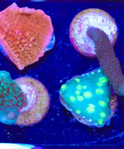 WYsiwyg 8 Piece Small Zoa Frag Pack (FP4) *Max 1 Frag Pack Per Order*