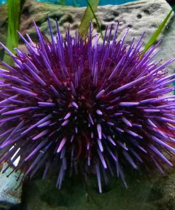 Large Purple Urchin