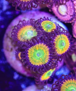 Sunny D 3-5 Heads / Frag Zoanthid (Row #14:B)