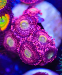 Tidal Gardens Pink Flamingo Zoanthid Frag (Row #15)