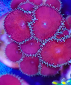 Red Death Palythoa Frag (Row #17:B)