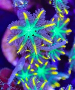 Yellow Fireworks Clove Polyp Frag (Row #18:B)
