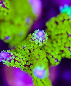 Montipora Stellata Frag (Row #19:B)