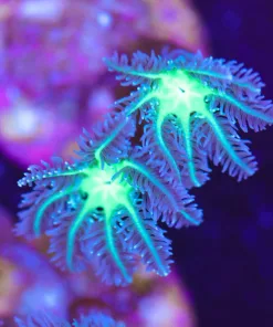 Godzilla Clove Polyps (Row #20:B)