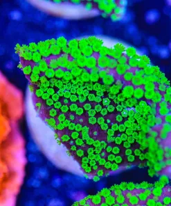 Green Polyp Purple Monitcap Frag UNIQUE ! (Row #23:B)