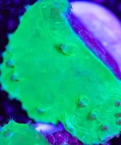 Cabbage Coral Frag (Row #30:B)